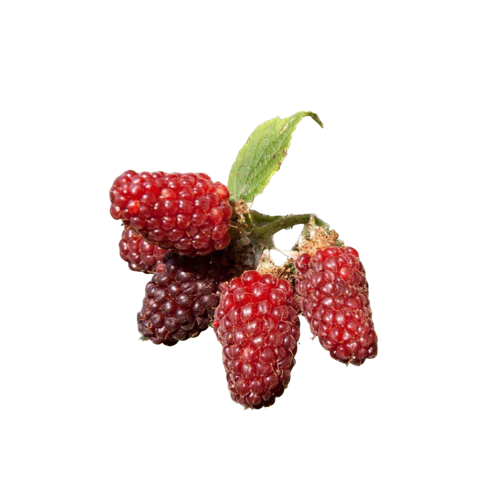 Tayberry Rose Jam
