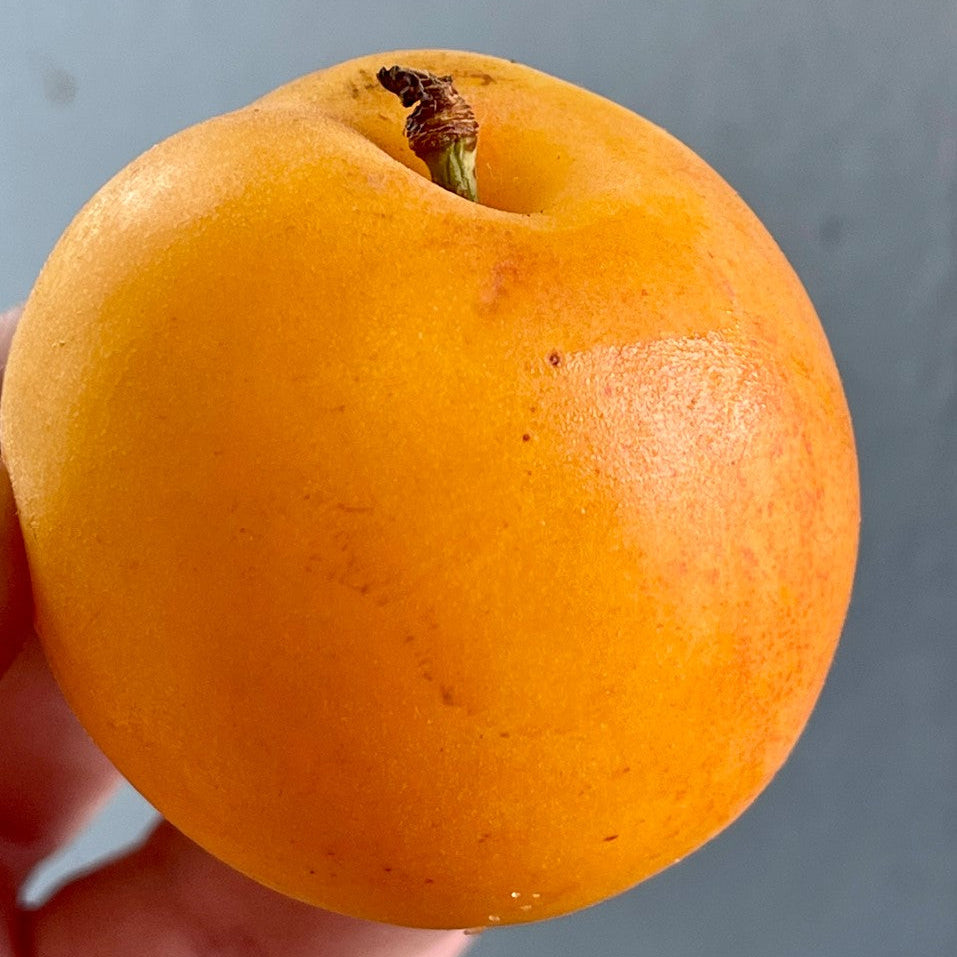 Aprium Noyaux Jam
